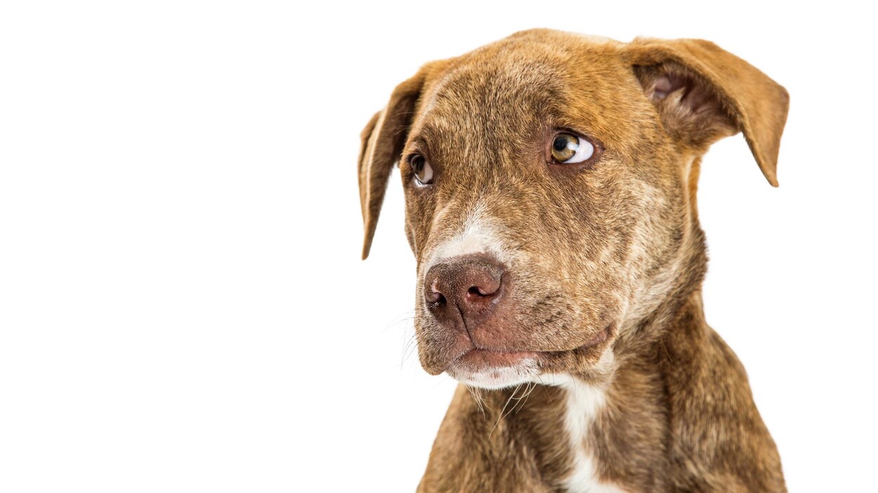 Un chien Un chien