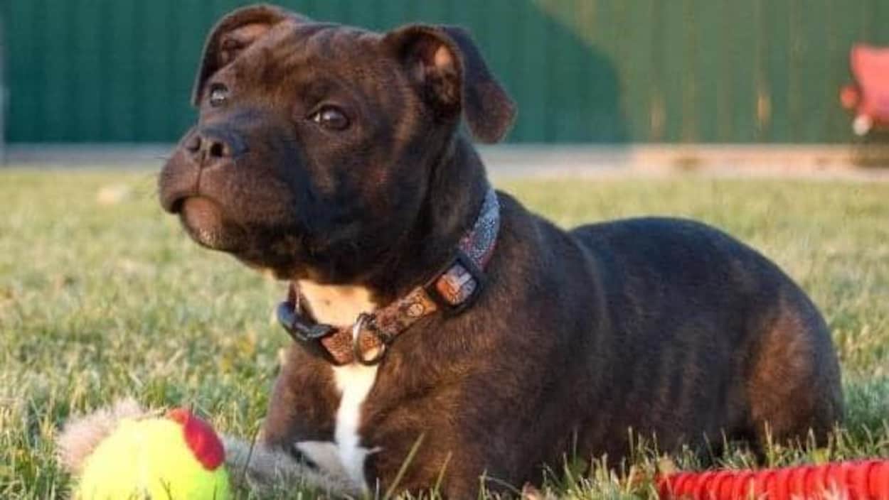 Un chien assis dans l'herbe avec ses jouets.