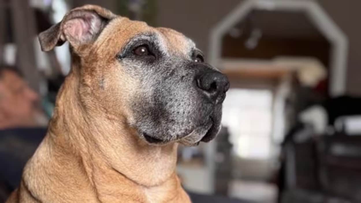 Du refuge au Temple de la renommée : l’incroyable courage de la chienne Chloé