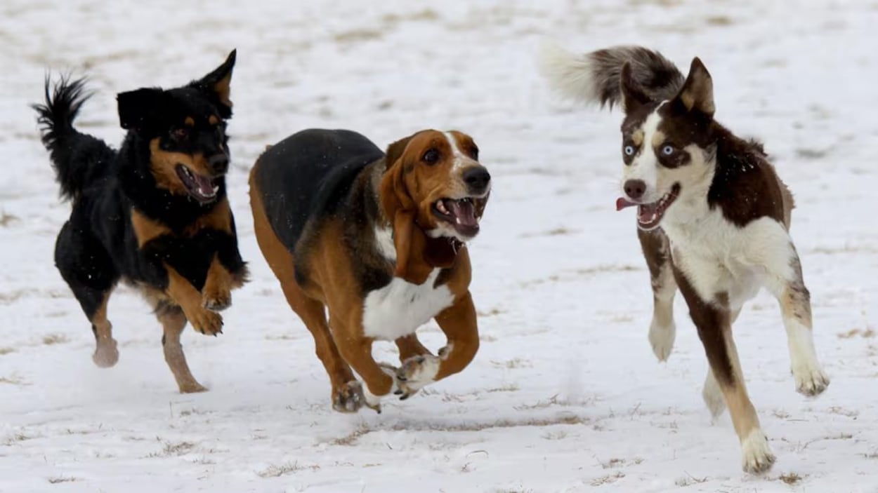 La « crise » de surpopulation des chiens persiste, selon la Thompson Humane Society
