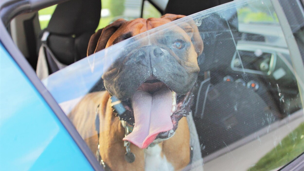 Un chien enfermé dans une voiture.