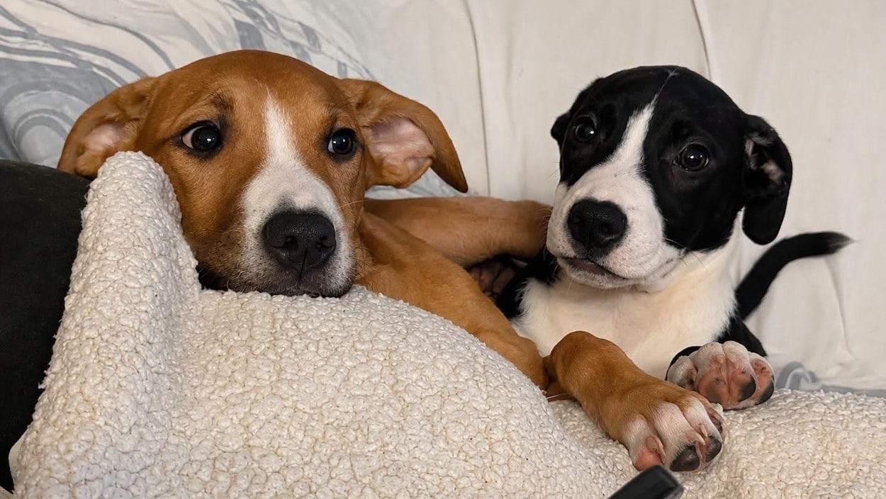 Séparés de leurs maîtres : un appel à l’aide pour les animaux évacués du Nord de l’Ontario