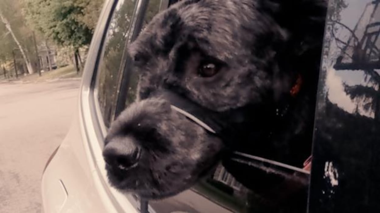 Pourquoi les chiens sortent-ils leur tête en auto?