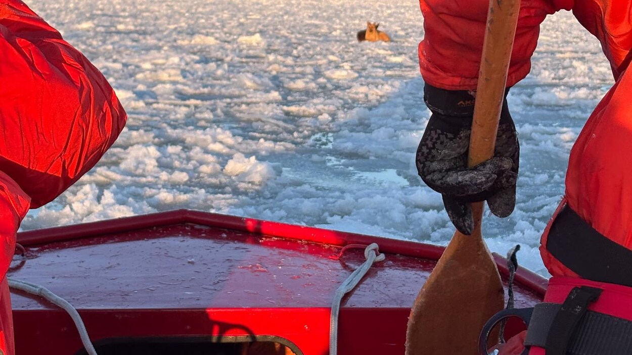 Deux chiens sauvés des glaces de la rivière Détroit à LaSalle