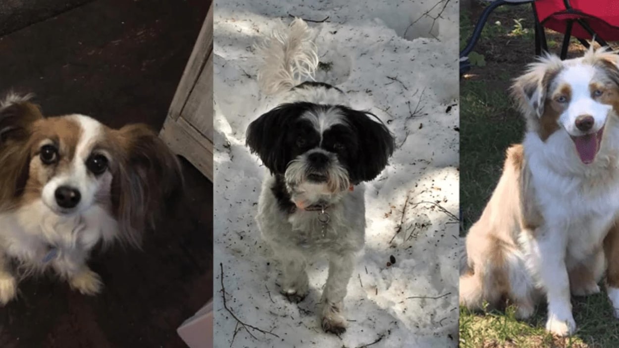 Trois photos montrent les chiens victimes des algues bleu-vert.