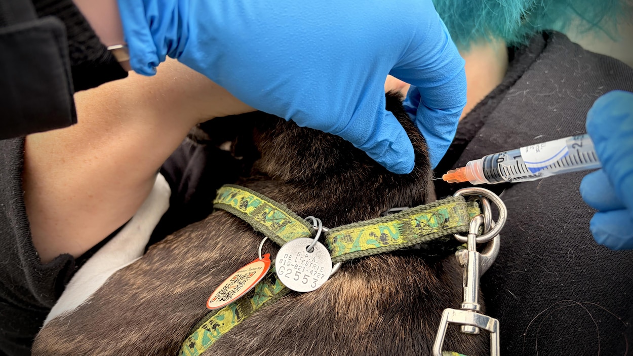 Des vétérinaires de l’Î.-P.-É. rappellent l’importance de vacciner les chiots