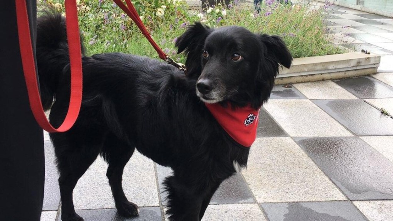 Un chien noir en laisse.