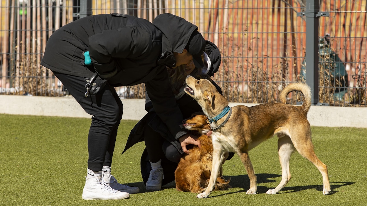 Les erreurs à éviter dans les parcs à chiens