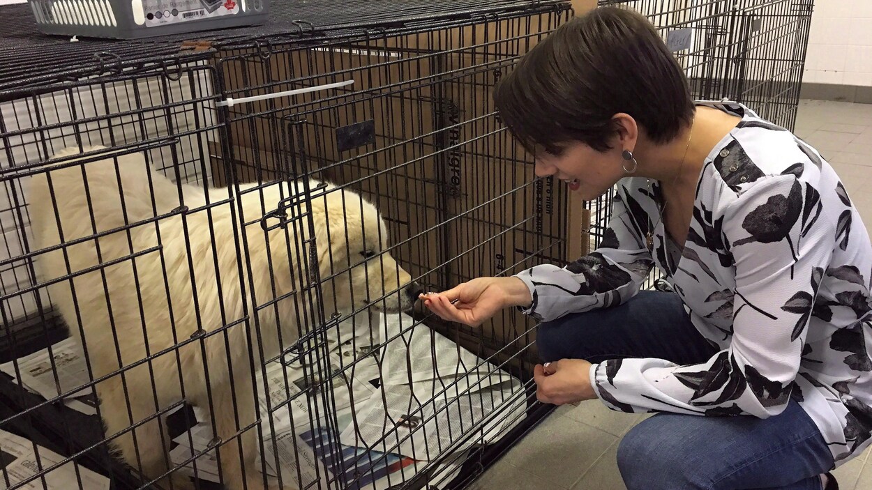 La patineuse olympique canadienne, Meagan Duhamel, avec l'un des chiens arrivés à Montréal après avoir été sauvé d'une usine en Corée du Sud. La patineuse olympique canadienne, Meagan Duhamel, avec l'un des chiens arrivés à Montréal après avoir été sauvé d'une usine en Corée du Sud.