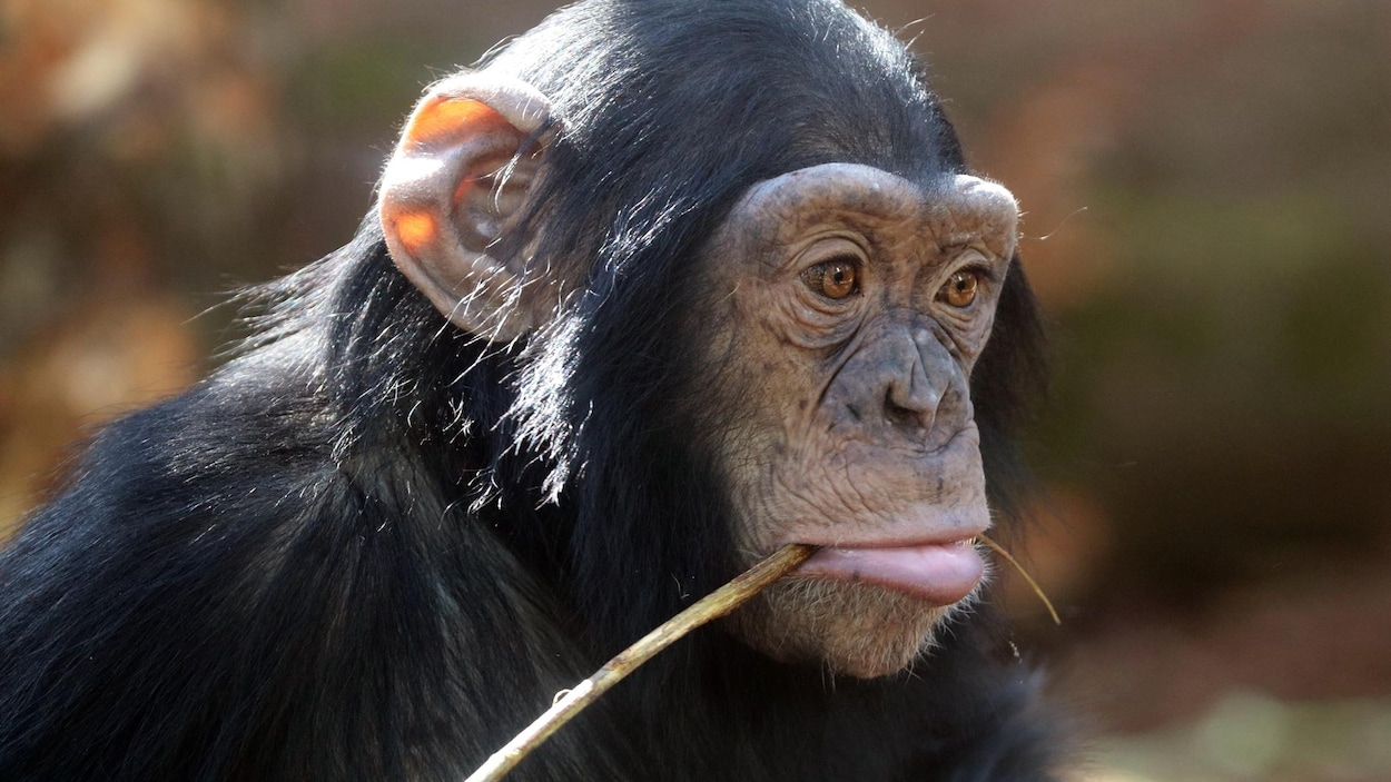 Gros plan sur la tête d'un chimpanzé.