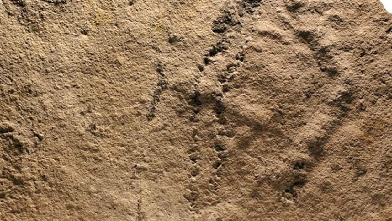 Des empreintes d'animaux vieilles de 541 millions d'années. Des empreintes d'animaux vieilles de 541 millions d'années.