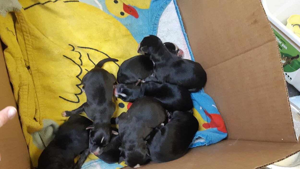Une boîte en carton contenant plusieurs bébés chiens.