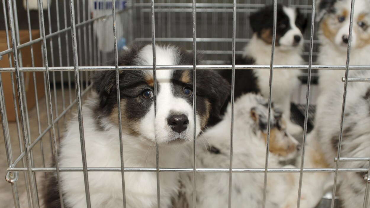 Un chiot regarde la caméra à travers une cage.