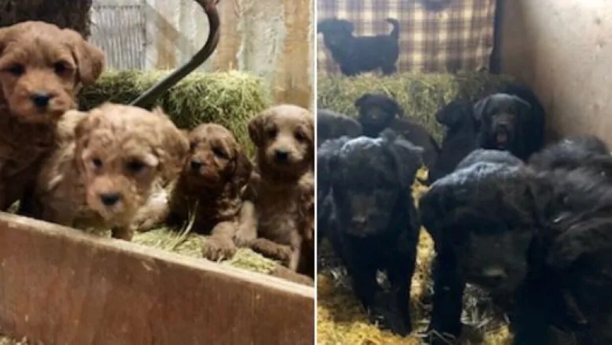 Des chiots bruns et des chiots noirs.