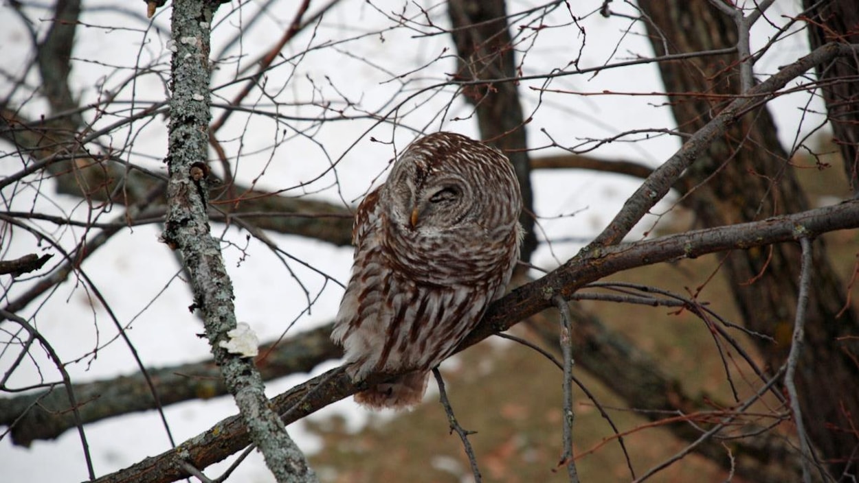 Une chouette rayée dans un arbre Une chouette rayée dans un arbre