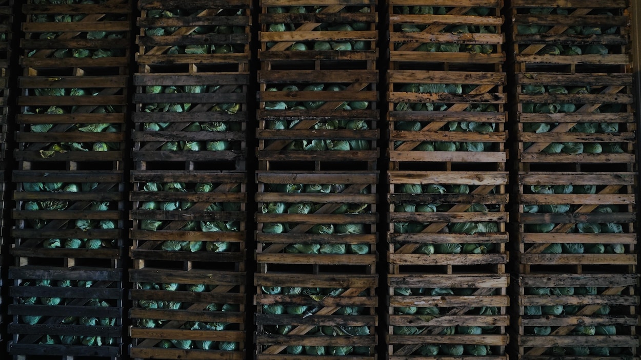 Des cageots remplis de choux verts.