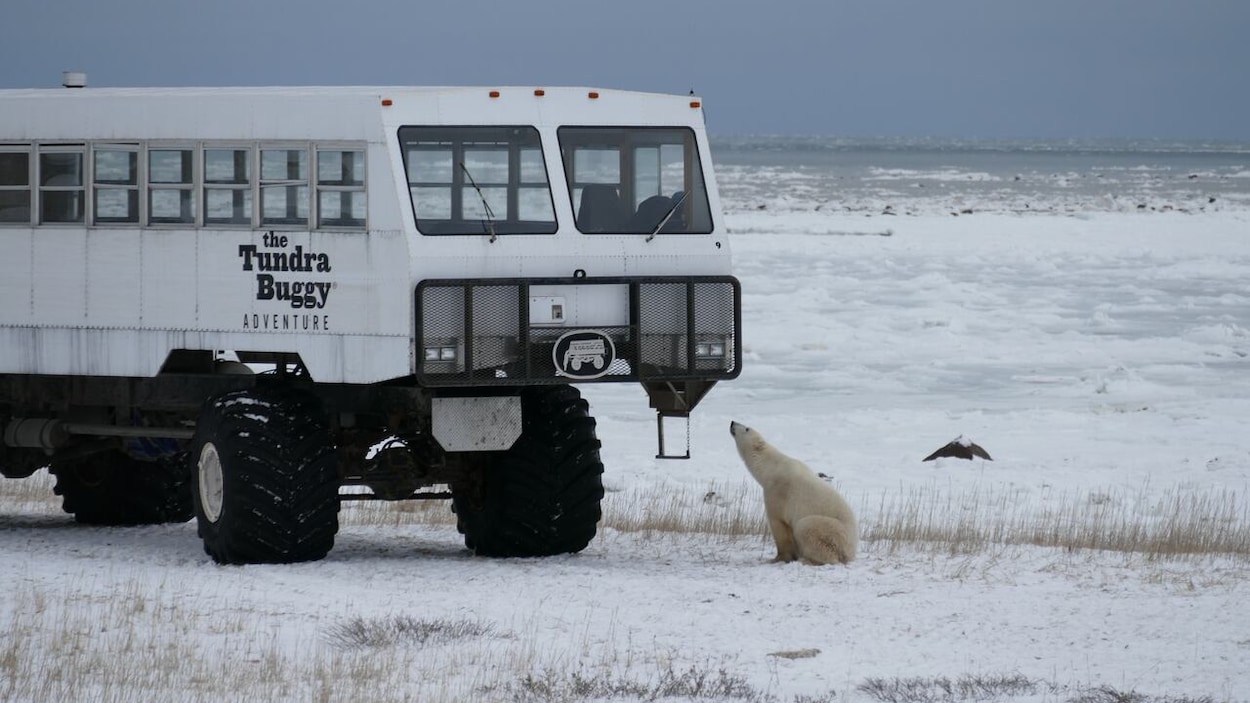La cour ordonne à la province de revoir une décision concernant Lazy Bear à Churchill