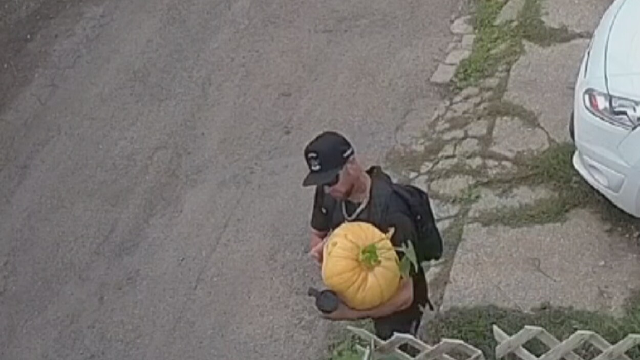 Un homme avec une casquette noire tient dans les mains une grosse citrouille.