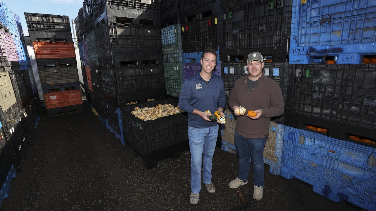 « C’est un pari quotidien » : la hausse des coûts frappe des producteurs de citrouilles