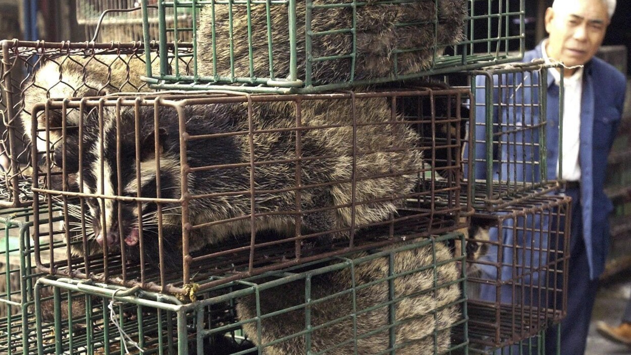 Un homme observe trois civettes dans des cages.