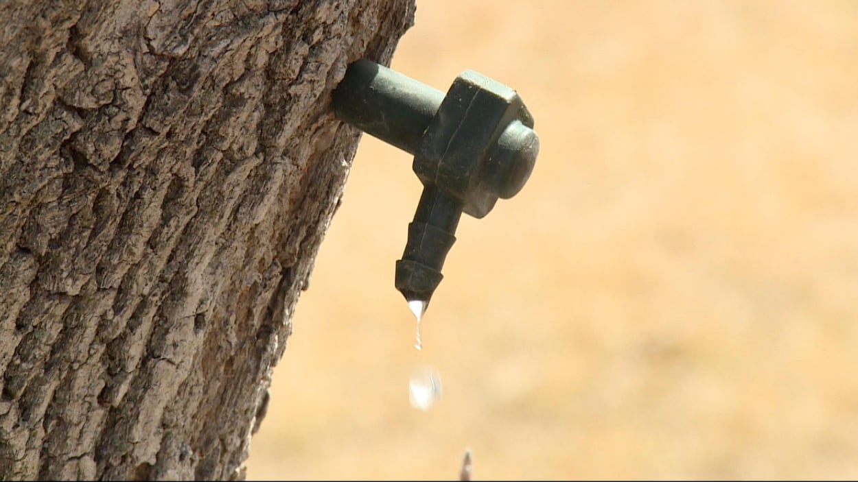 Sève coule du robinet d'un érable manitobain fraîchement entaillé