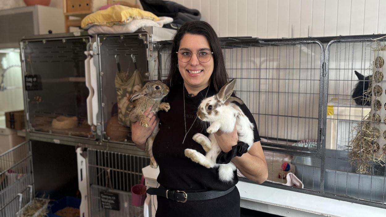 Bien s'informer avant d'adopter un lapin à Pâques