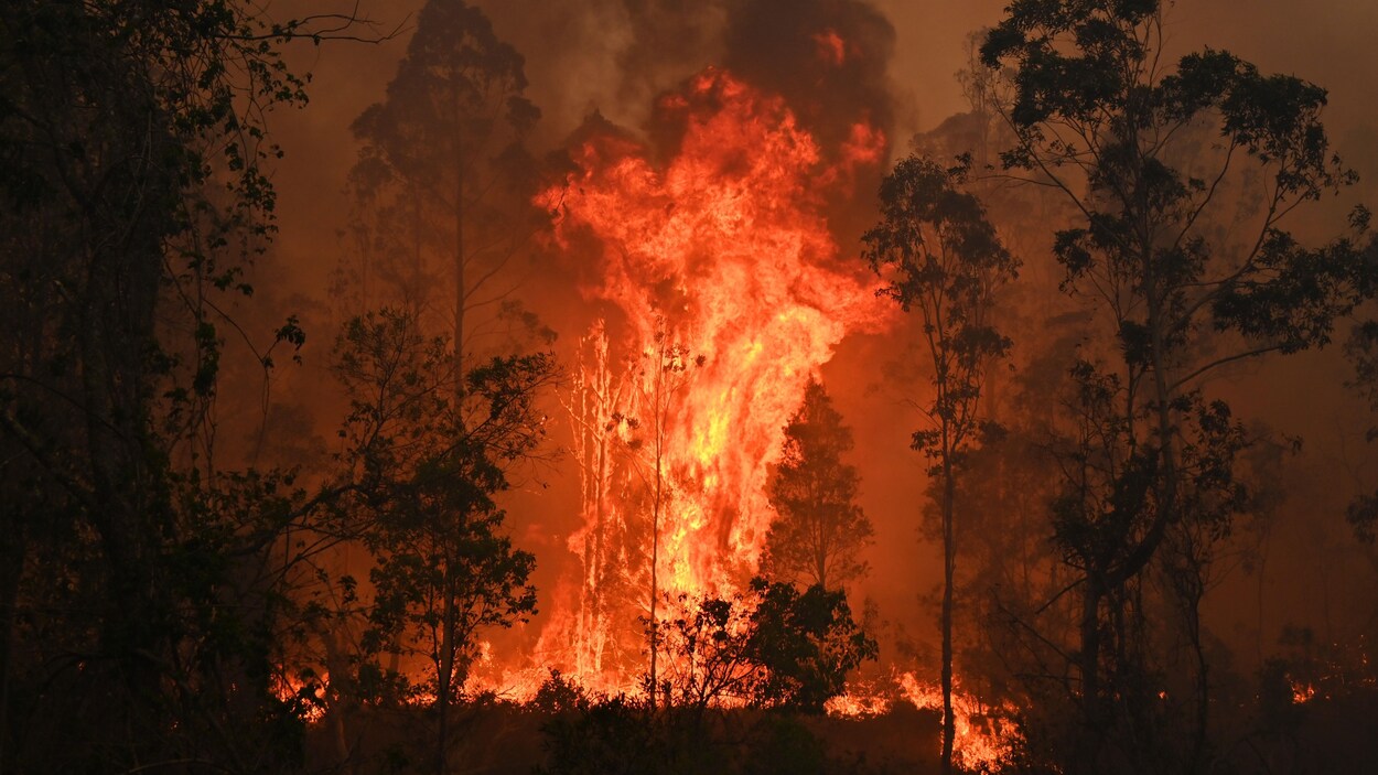Des immenses flammes jaillissent de la forêt.