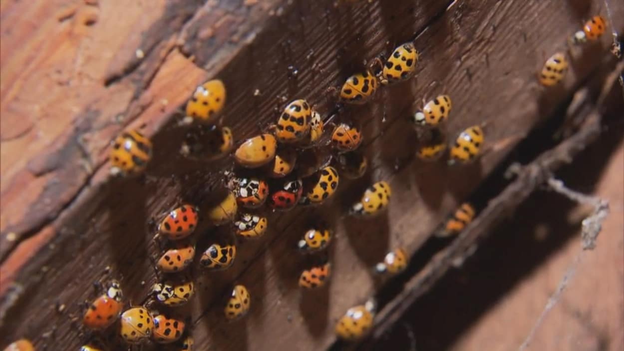 Le Qu bec envahi par les coccinelles asiatiques cet automne