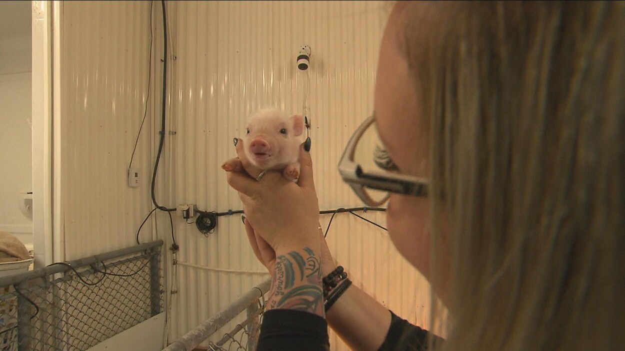 Une femme tient un cochon miniature dans ses mains.