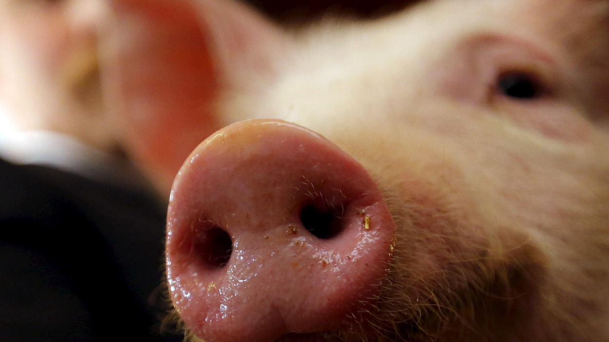 Un cochon.