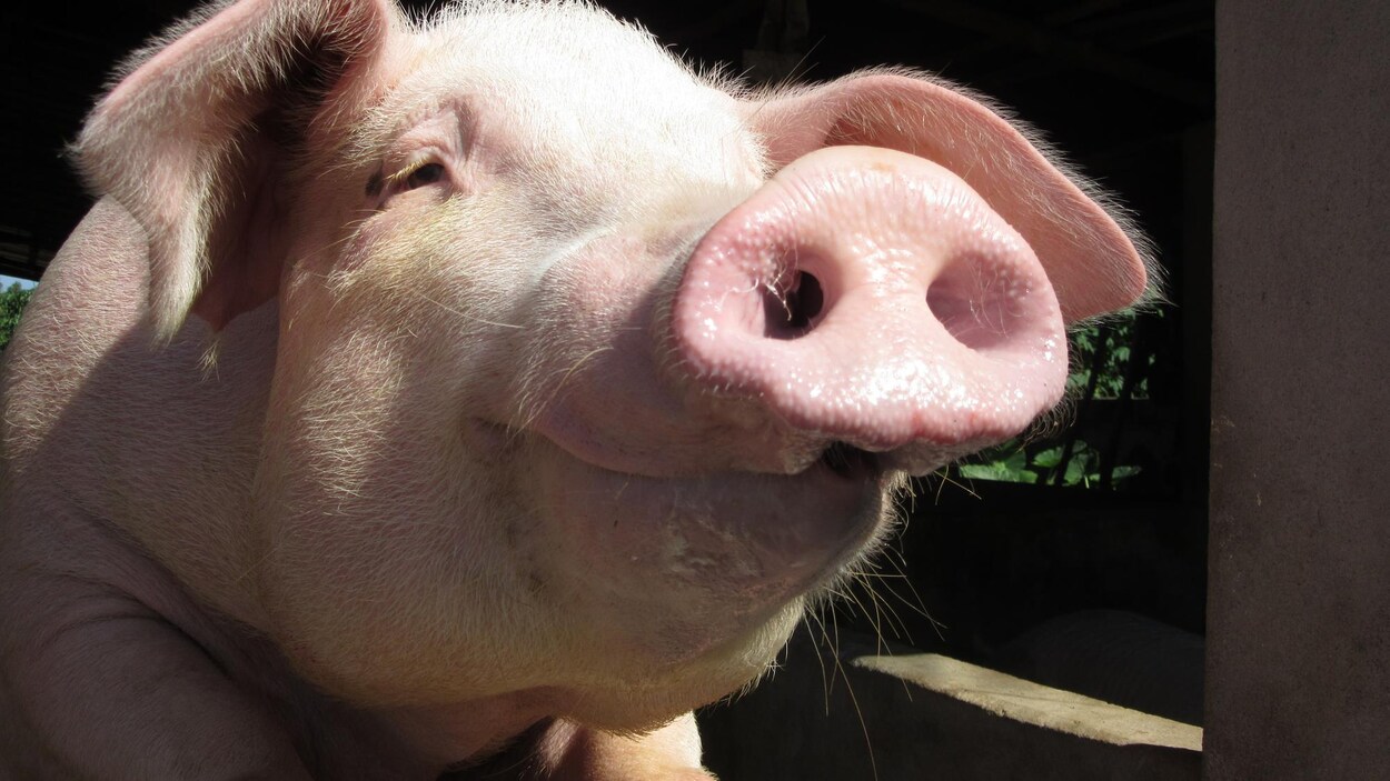 La tête d'un cochon. La tête d'un cochon.