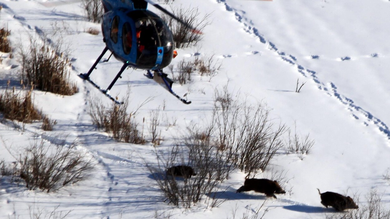 Vue aérienne de cochons qui courent dans la neige. Un hélicoptère les poursuit.