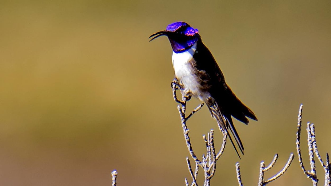Un colibri équatorien sur sa branche.