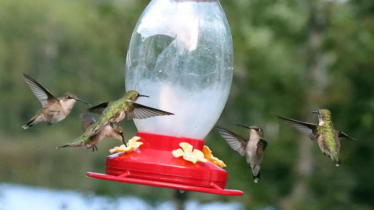 Charlottetown encadre le nourrissage des oiseaux