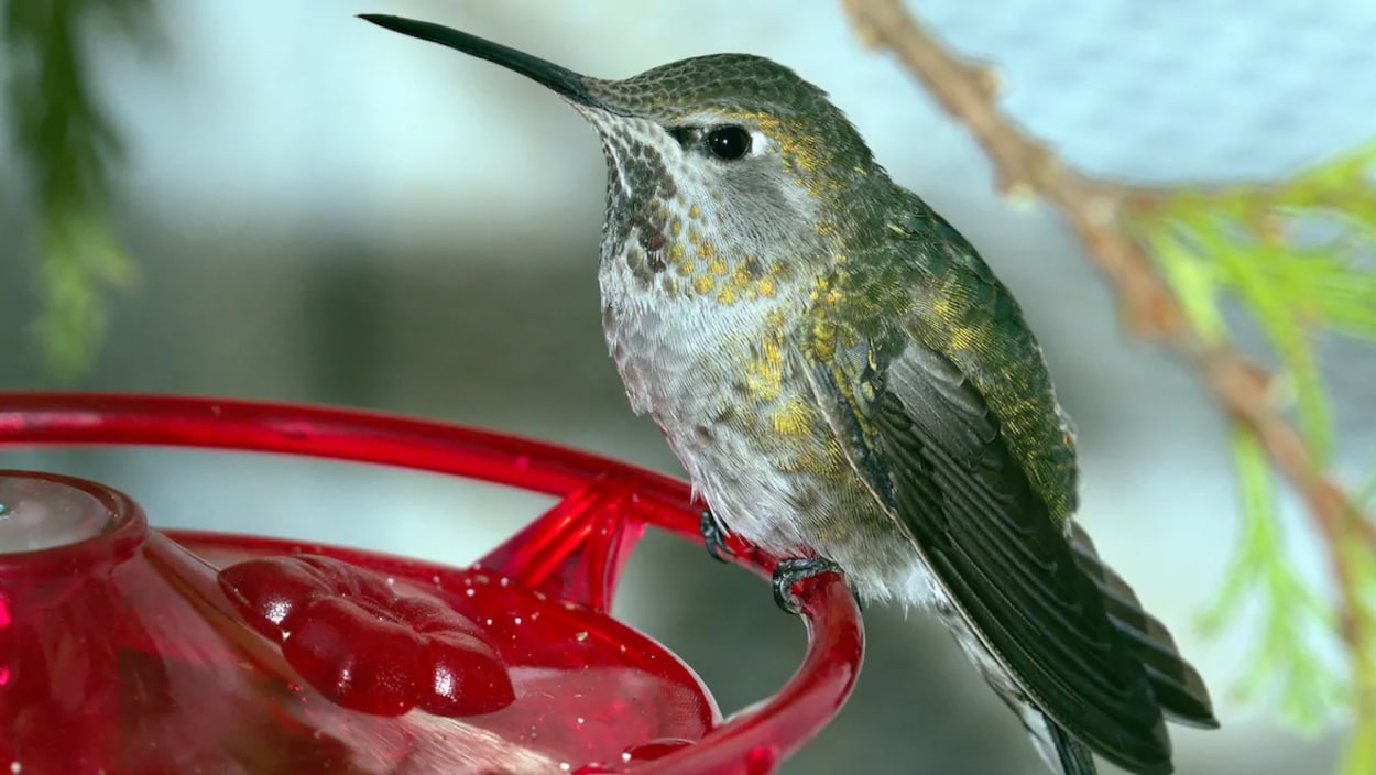 Nourrir et attirer les colibris - Birds Canada
