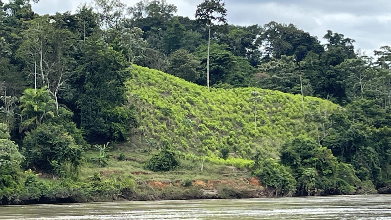 La Colombie reprend la destruction de cultures de coca avec du glyphosate