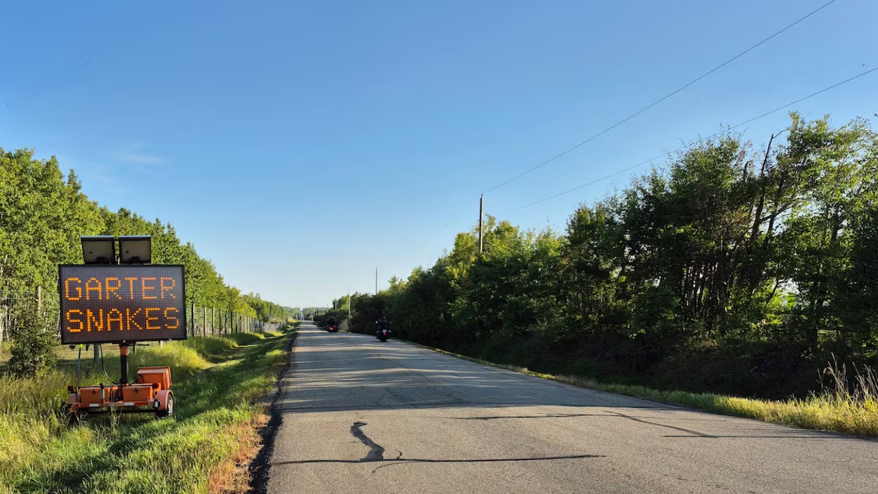 Le Comté de Strathcona déploie des mesures pour protéger les couleuvres sur les routes