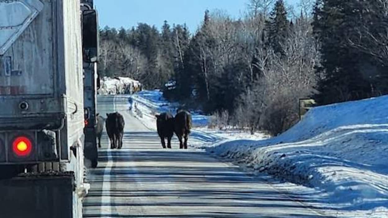 Des bovins en cavale aux abords de la route 17