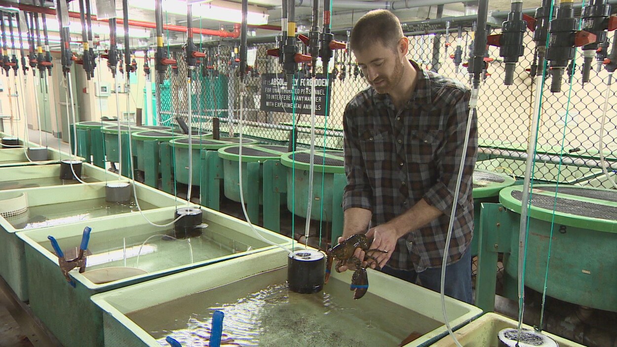 Adam Cook dépose un homard dans une cuve remplie d'eau