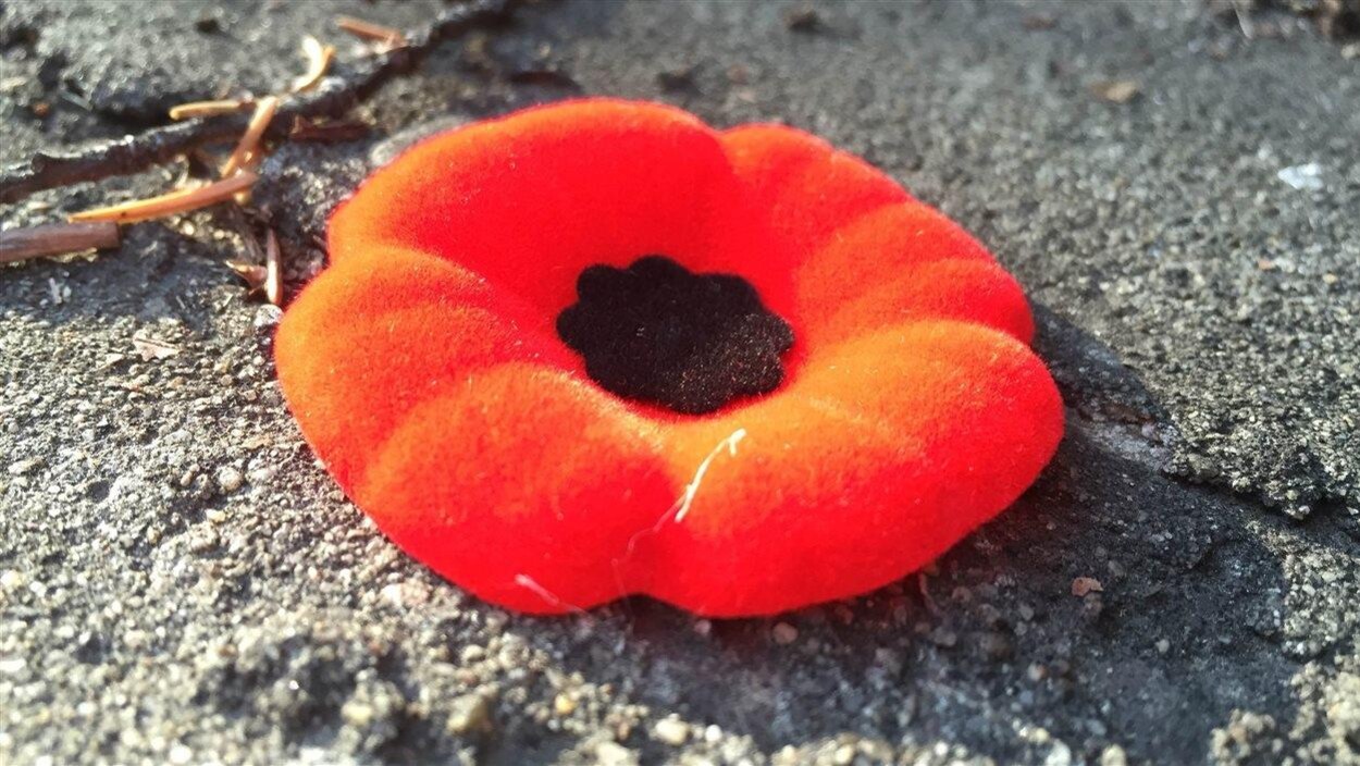 Un coquelicot