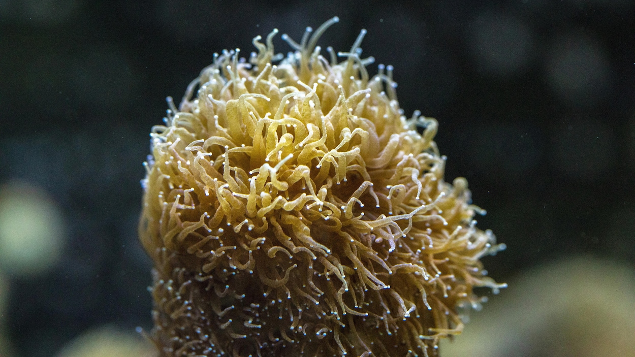 Gros plan sur un corail à colonnes.