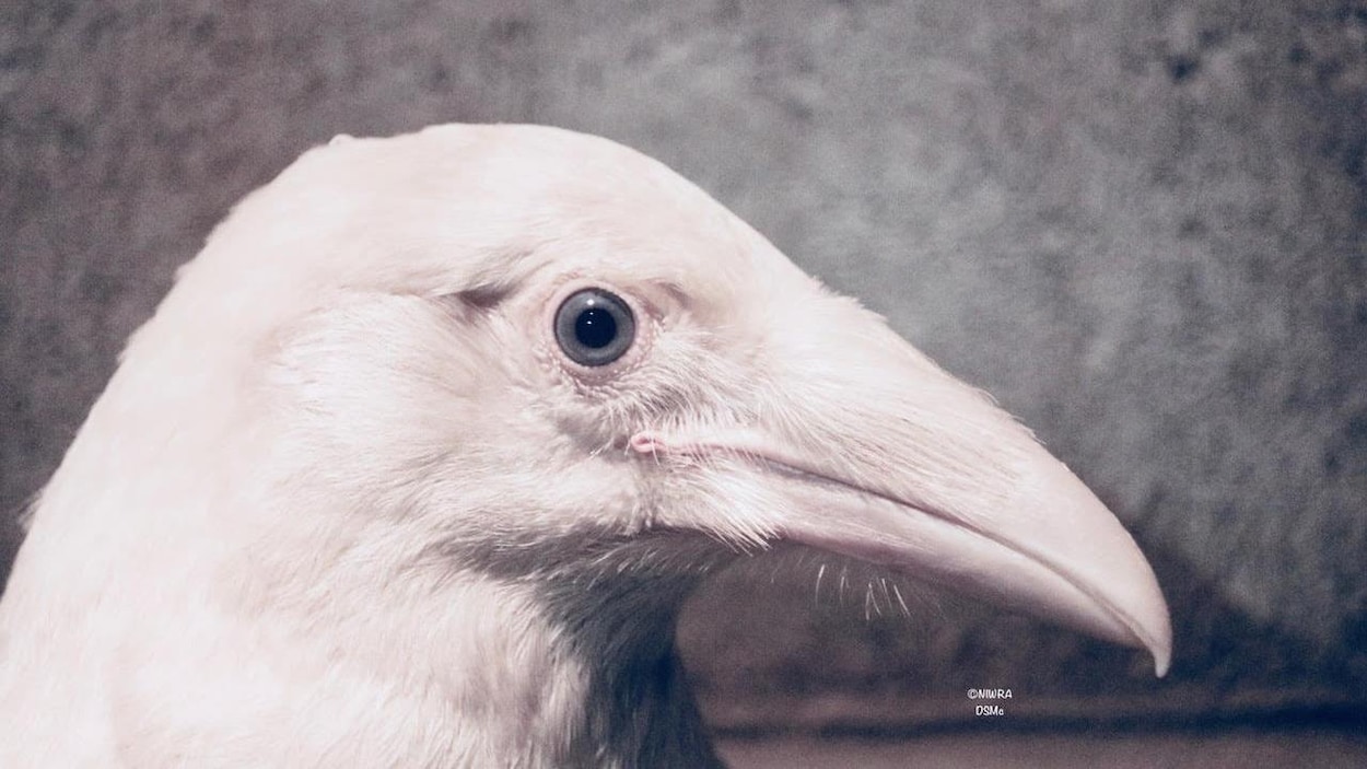 Un rare corbeau blanc aux yeux bleus retrouvé sur l'île de Vancouver