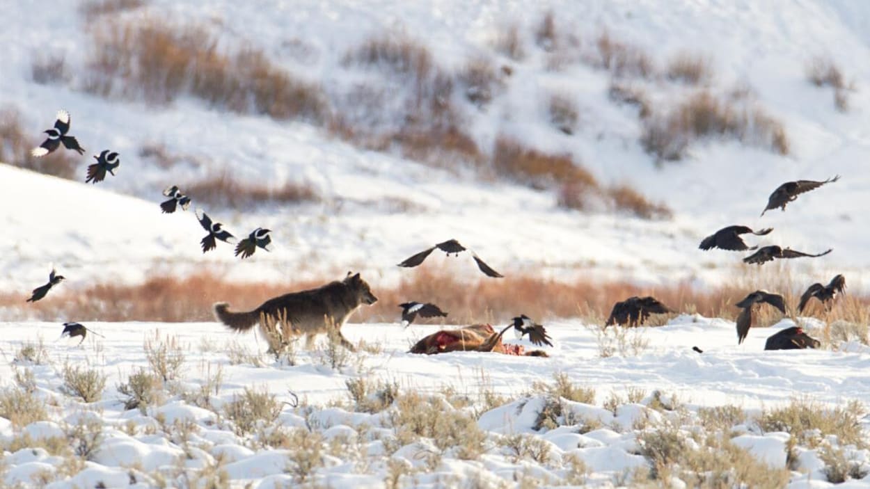 Les corbeaux mémorisent les territoires de chasse des loups