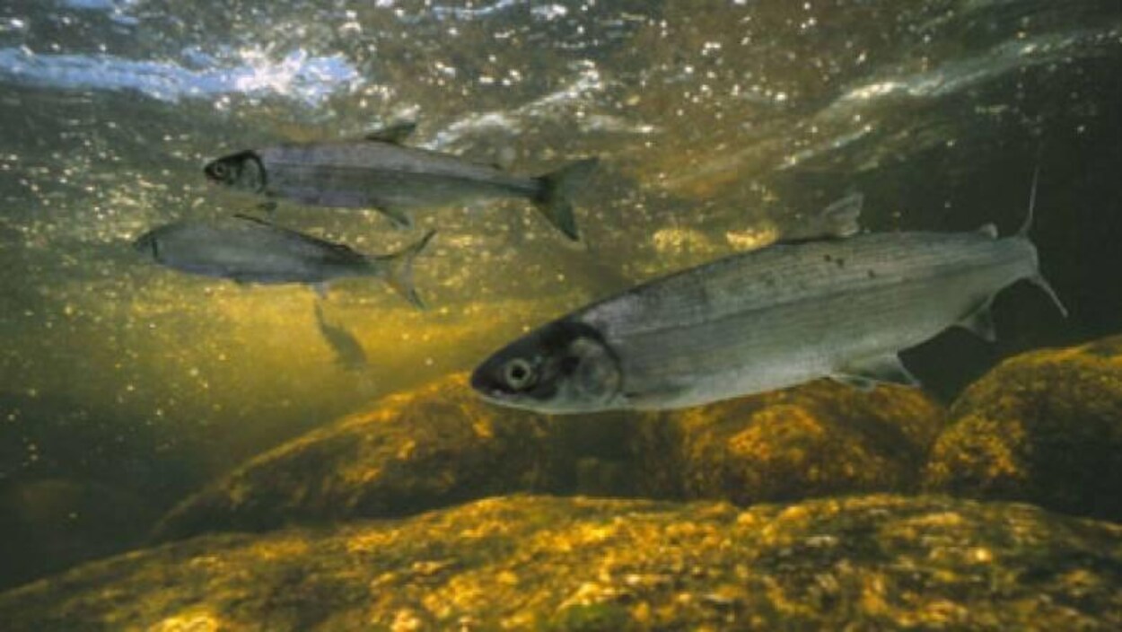 Des corégones de l'Atlantique dans une rivière Des corégones de l'Atlantique dans une rivière