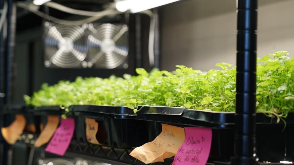 Cultiver des micropousses dans un bureau pour lutter contre l’insécurité alimentaire