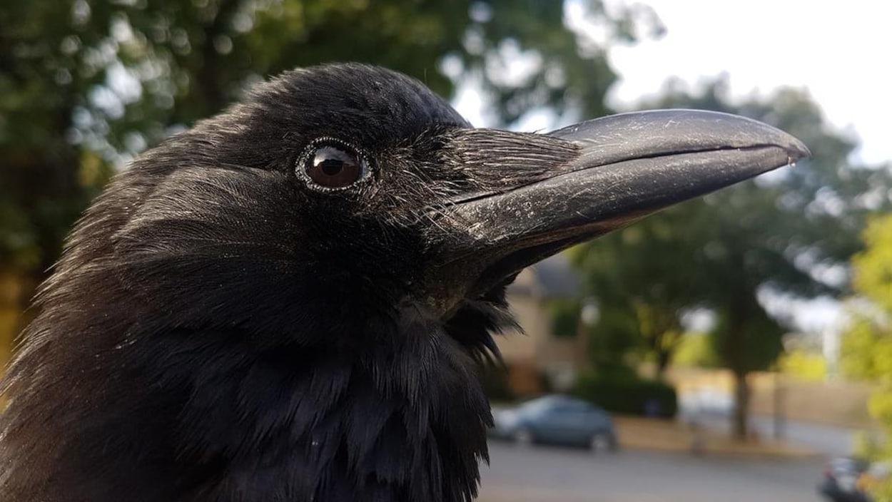 Un rare corbeau blanc aux yeux bleus retrouvé sur l'île de Vancouver