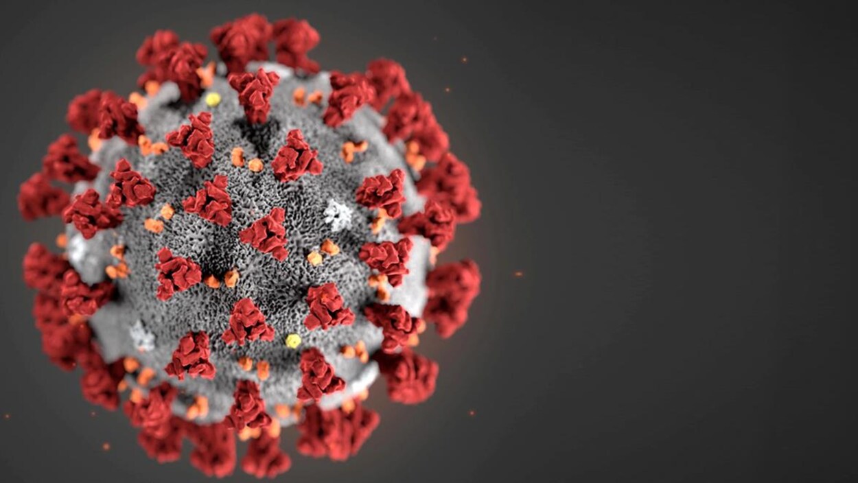 Le coronavirus
