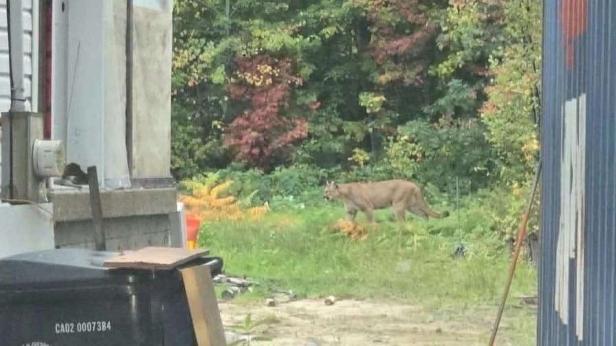 Un cougar aperçu en train de rôder à Wôlinak