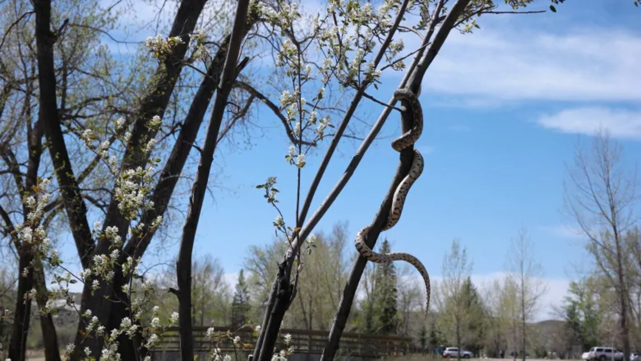 La couleuvre, d'une longueur considérable, est dans un arbre.