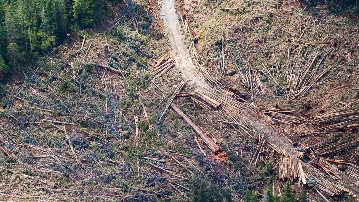 Vue aérienne d'arbres coupés.